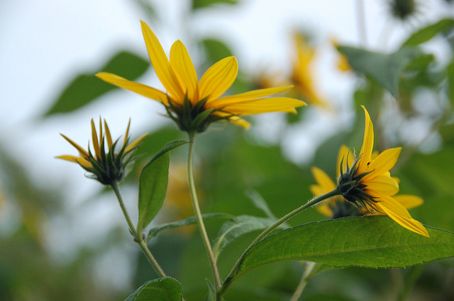 Arnold Arboretum: Late summer flowers
