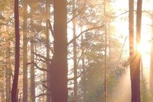 Foto von einem Wald, gegens Licht fotografiert
