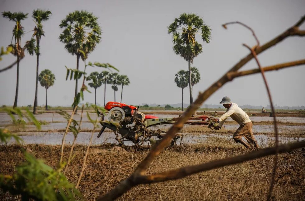 Reis in Kambodscha Reis in Kambodscha. Foto von einem Farmer, der sein Reisfeld bestellt