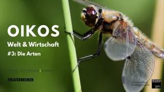 Eine Nahaufnahme von einer Libelle, die sich an einem Grashalb festhält auf grünem Hintergrund.